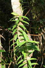 Freycinetia scandens
