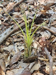 Tillandsia simulata