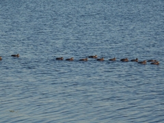 Histrionicus histrionicus