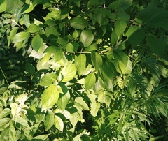 Cornus alba