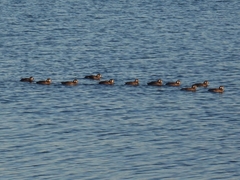 Histrionicus histrionicus