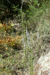 Anarrhinum bellidifolium