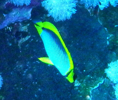 Chaetodon melannotus