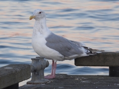 Larus glaucescens × occidentalis