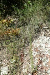 Anarrhinum bellidifolium
