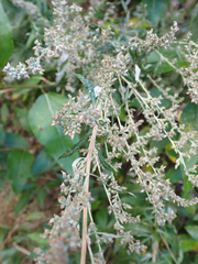 Artemisia douglasiana
