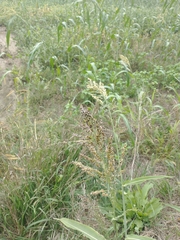 Sorghum