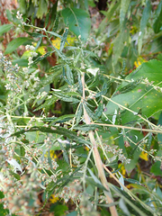 Artemisia douglasiana