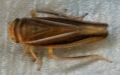 Idiodonus kennicotti