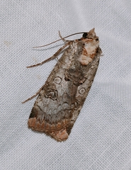 Epilecta linogrisea