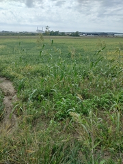 Sorghum