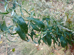 Artemisia douglasiana