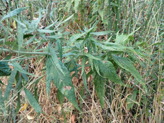 Artemisia douglasiana