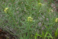 Lithospermum ruderale