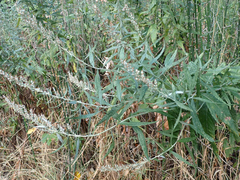 Artemisia douglasiana