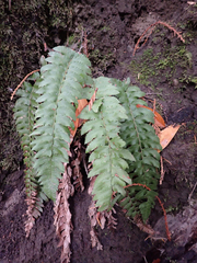 Polystichum munitum