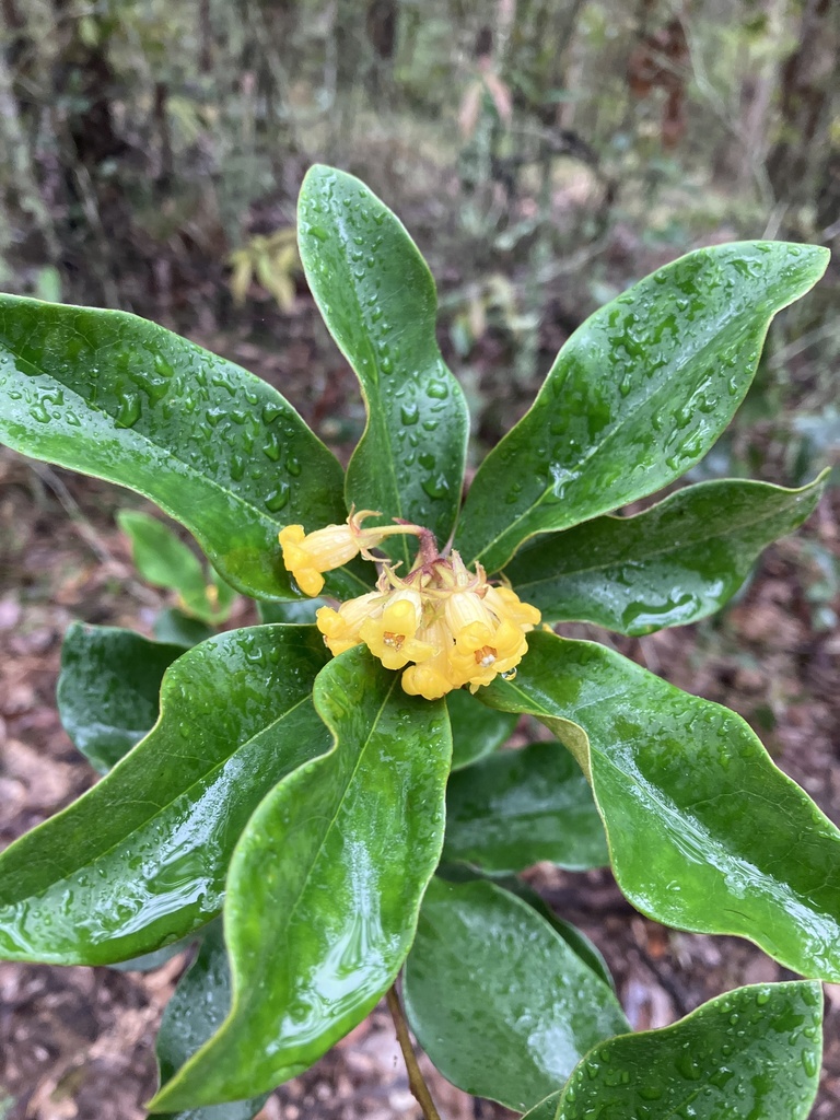 Rough-fruited Pittosporum