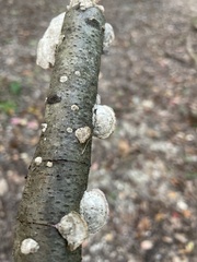 Trichaptum abietinum