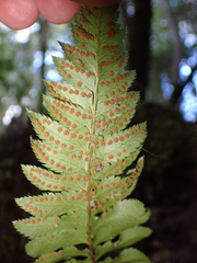 Polystichum munitum