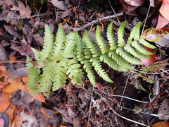 Dryopteris arguta