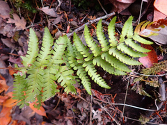 Dryopteris arguta