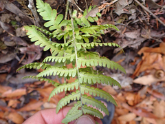 Dryopteris arguta