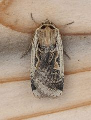Parabagrotis