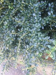 Ilex crenata
