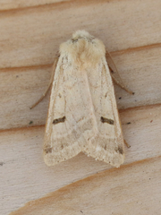 Dichagyris variabilis