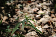 Dichanthelium commutatum