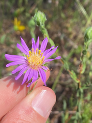 Symphyotrichum pratense