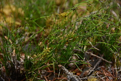 Equisetum scirpoides