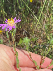 Symphyotrichum pratense