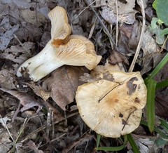 Cuphophyllus pratensis