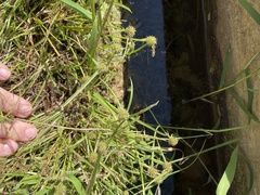 Cyperus hortensis