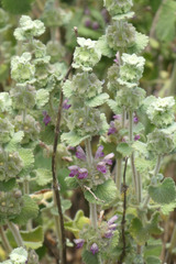 Pseudodictamnus hirsutus