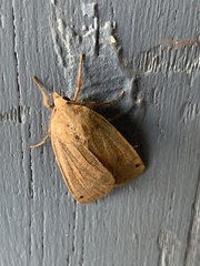 Noctuinae