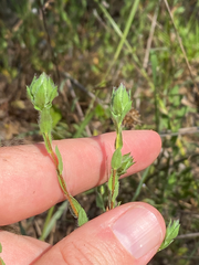 Symphyotrichum pratense