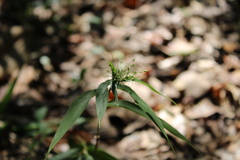 Dichanthelium commutatum