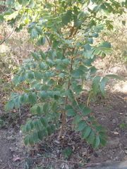 Spathodea campanulata