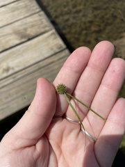 Cyperus hortensis