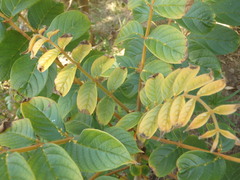 Spathodea campanulata