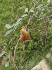 Megalopyge