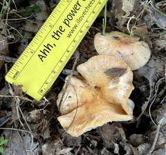 Cuphophyllus pratensis