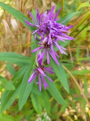 Symphyotrichum novae-angliae