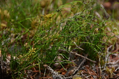 Equisetum scirpoides