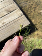 Cyperus hortensis