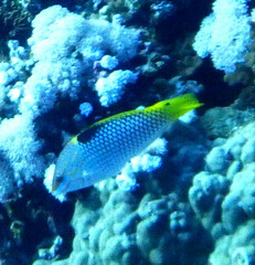 Halichoeres hortulanus