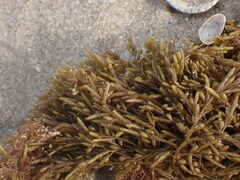Sargassum