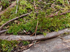 Ptychostomum capillare